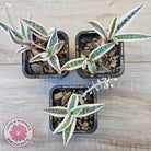 Ledebouria socialis Variegated