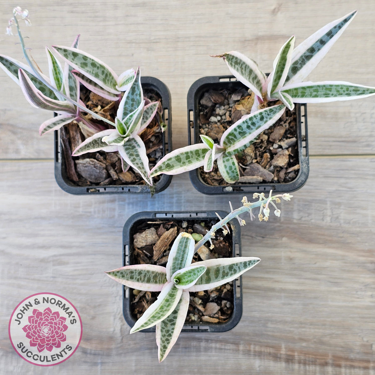 Ledebouria socialis Variegated