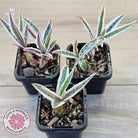 Ledebouria socialis Variegated