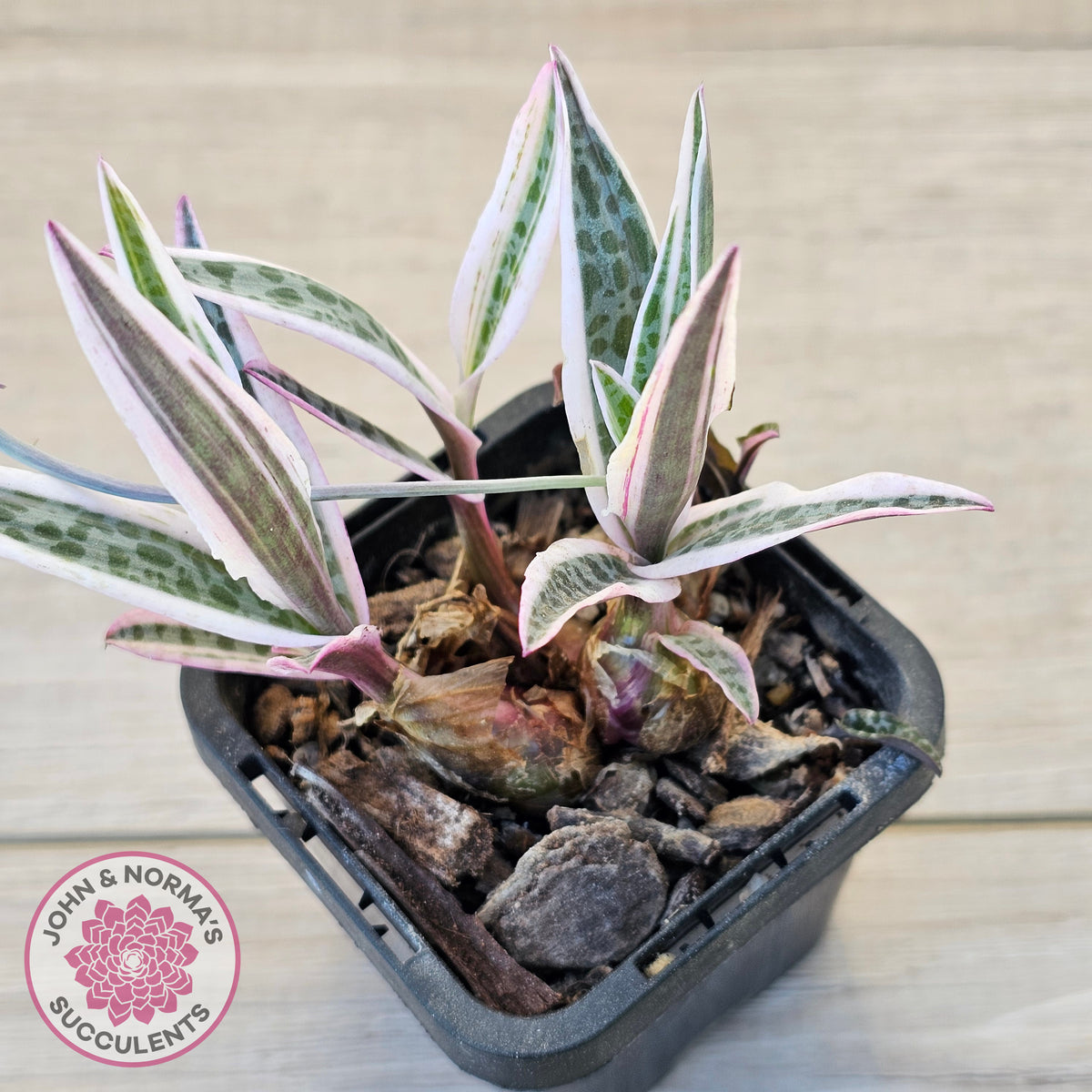 Ledebouria socialis Variegated