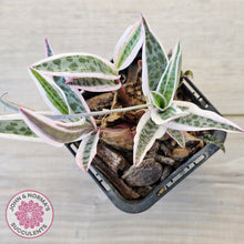 Load image into Gallery viewer, Ledebouria socialis Variegated
