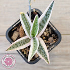 Ledebouria socialis Variegated
