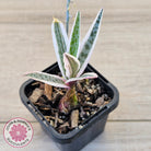 Ledebouria socialis Variegated