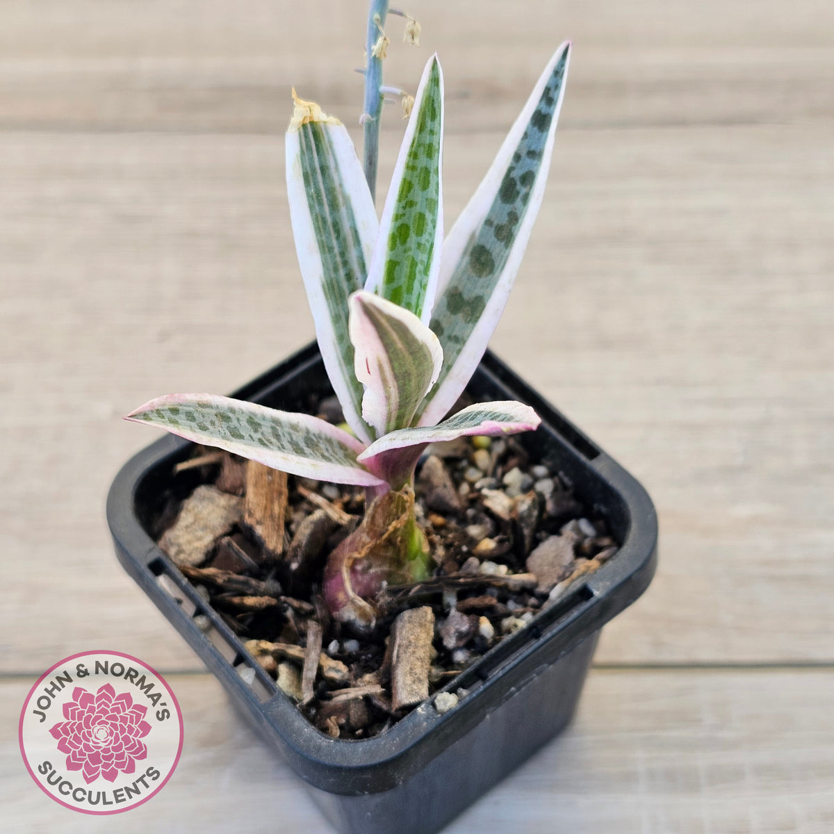 Ledebouria socialis Variegated