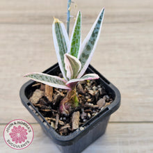 Load image into Gallery viewer, Ledebouria socialis Variegated
