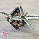 Ledebouria socialis Variegated