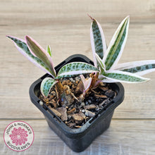 Load image into Gallery viewer, Ledebouria socialis Variegated
