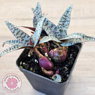 Ledebouria socialis