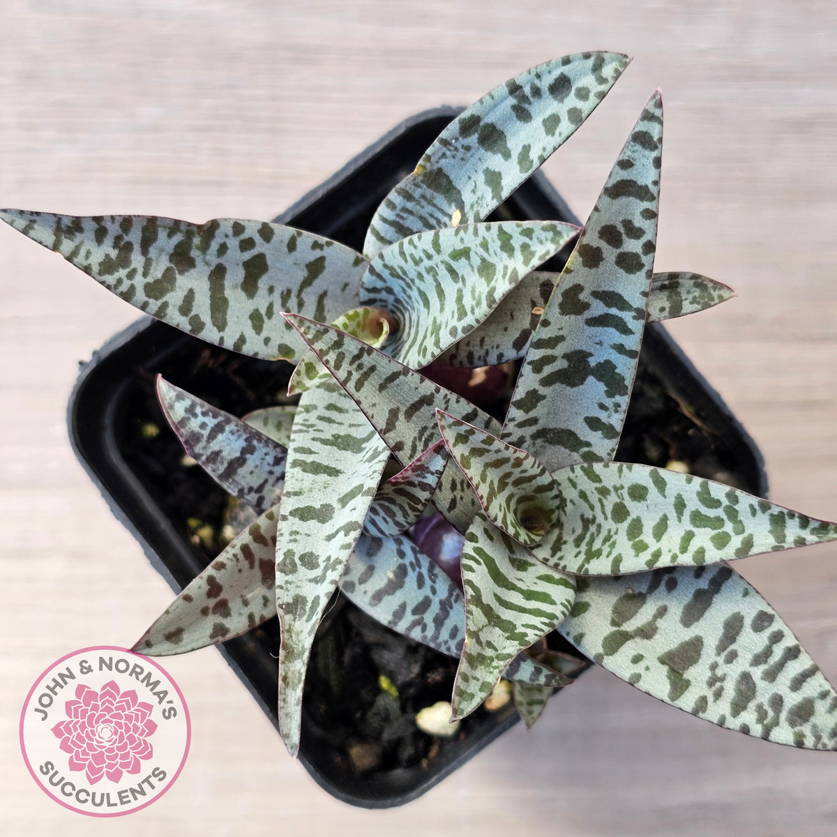 Ledebouria socialis