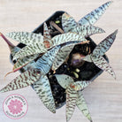 Ledebouria socialis