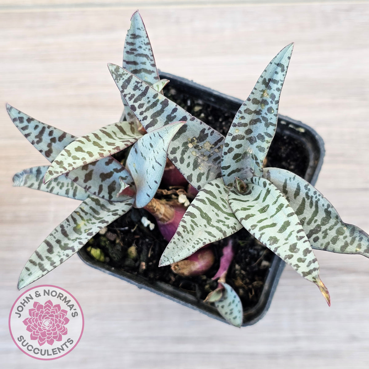 Ledebouria socialis