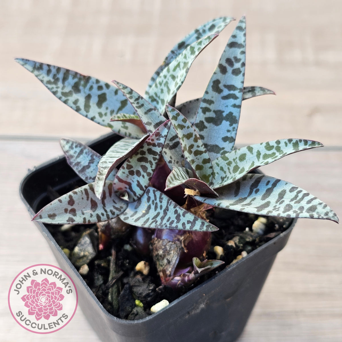 Ledebouria socialis