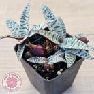 Ledebouria socialis