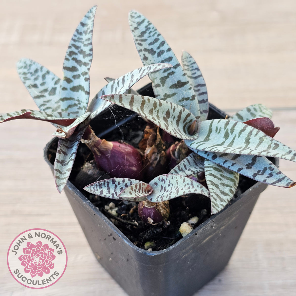 Ledebouria socialis