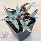 Ledebouria socialis