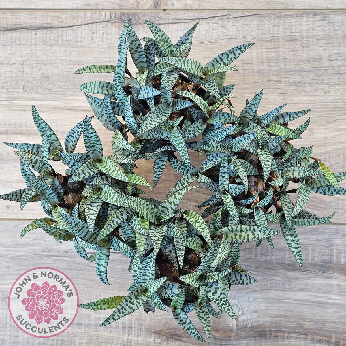 Ledebouria socialis Clumps - Same Plants