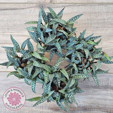Load image into Gallery viewer, Ledebouria socialis Clumps - Same Plants
