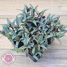 Ledebouria socialis Clumps - Same Plants