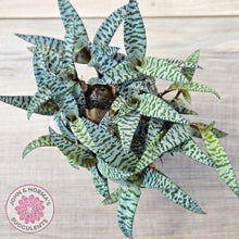 Load image into Gallery viewer, Ledebouria socialis Clumps - Same Plants

