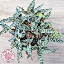 Load image into Gallery viewer, Ledebouria socialis Clumps - Same Plants
