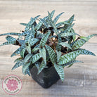 Ledebouria socialis Clumps - Same Plants