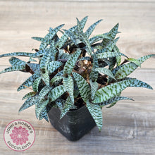 Load image into Gallery viewer, Ledebouria socialis Clumps - Same Plants
