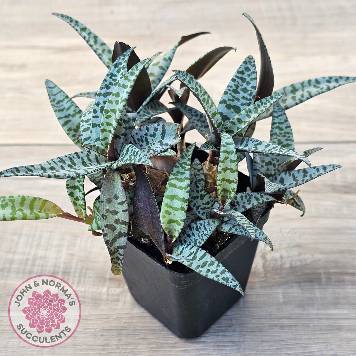 Ledebouria socialis Clumps - Same Plants