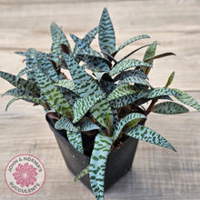 Load image into Gallery viewer, Ledebouria socialis Clumps - Same Plants
