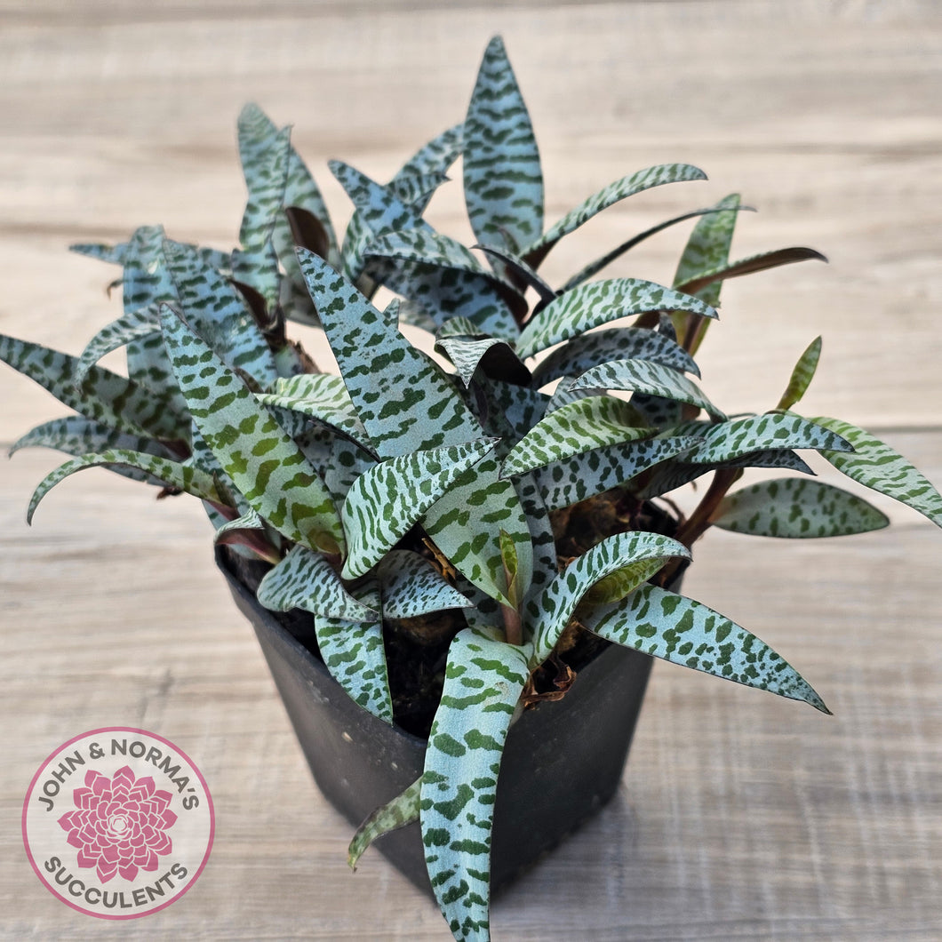 Ledebouria socialis Clumps - Same Plants