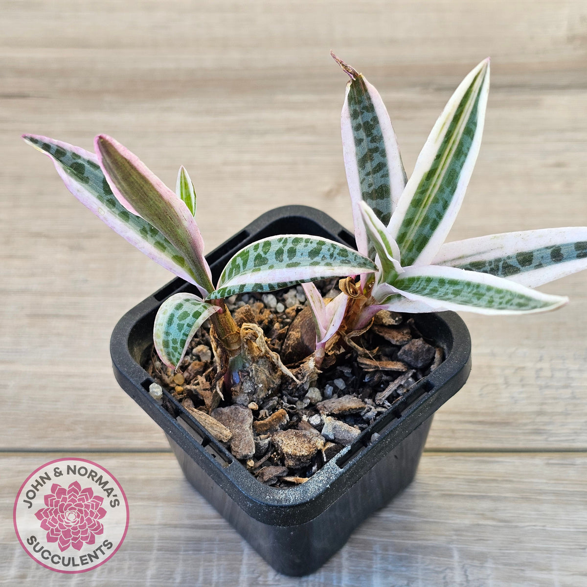 Ledebouria Socialis Variegata display plant