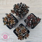 Lenopetalum Chocolate