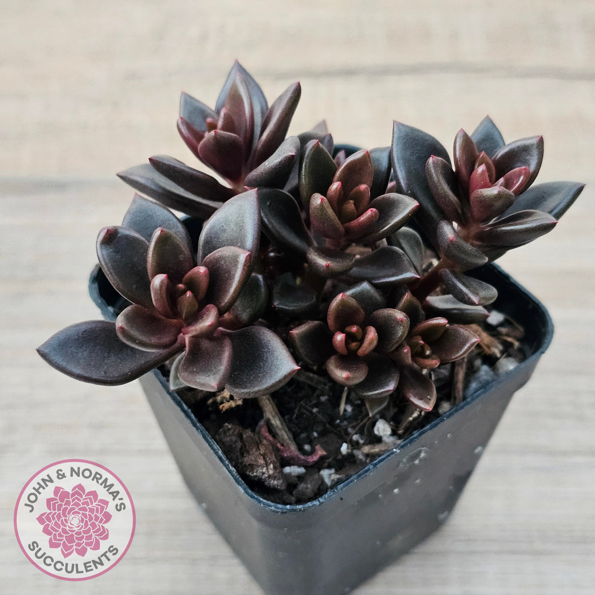 Lenopetalum Chocolate