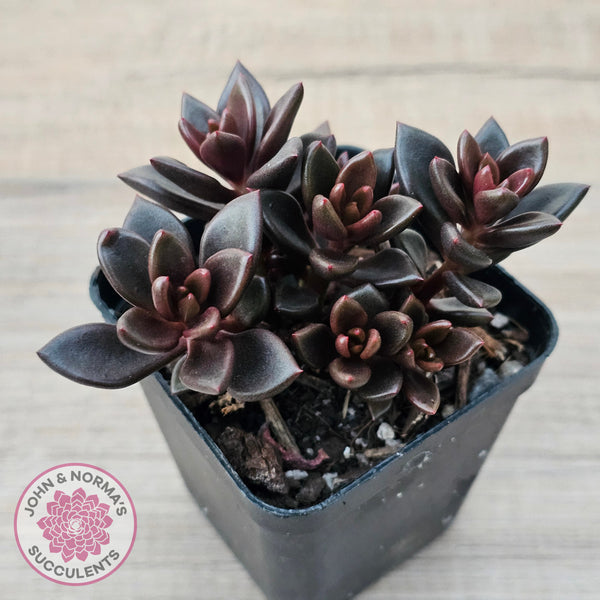 chocolate succulent Buy Lenopetalum Chocolate Australia