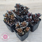 Lenopetalum Chocolate