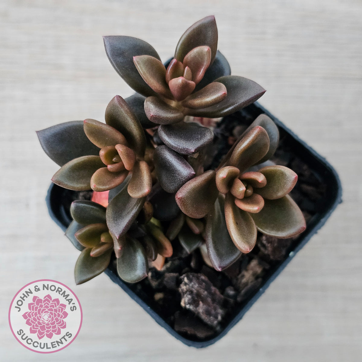 Lenopetalum Chocolate