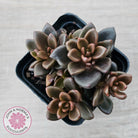 Lenopetalum Chocolate