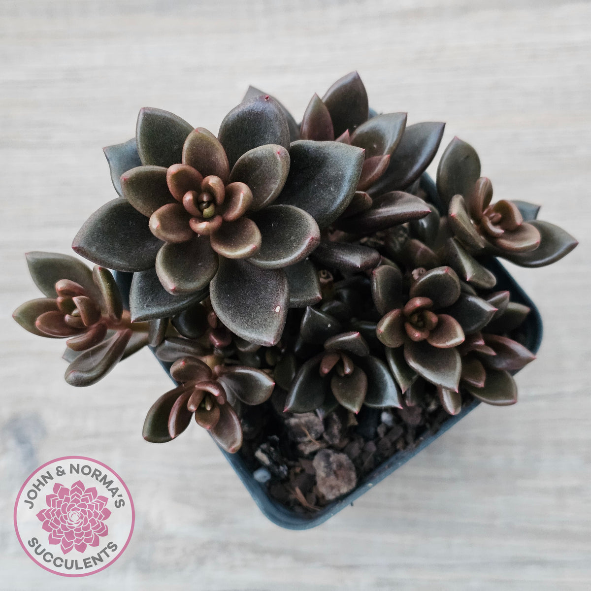Lenopetalum Chocolate
