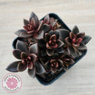 Lenopetalum Chocolate