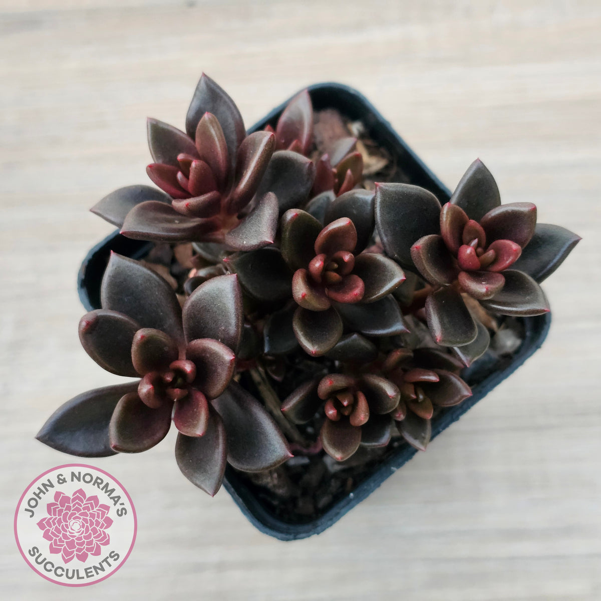 Lenopetalum Chocolate