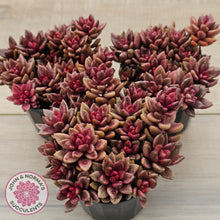 Load image into Gallery viewer, Lenopetalum Chocolate and Strawberries (Large Clumps)
