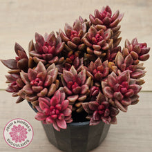 Load image into Gallery viewer, Lenopetalum Chocolate and Strawberries (Large Clumps)
