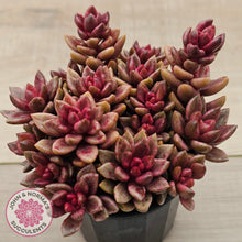 Load image into Gallery viewer, Lenopetalum Chocolate and Strawberries (Large Clumps)
