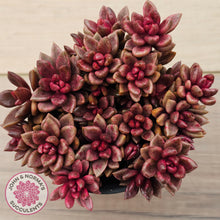 Load image into Gallery viewer, Lenopetalum Chocolate and Strawberries (Large Clumps)
