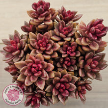 Load image into Gallery viewer, Lenopetalum Chocolate and Strawberries (Large Clumps)
