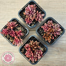 Lenopetalum Chocolate and Strawberries (Red Form)