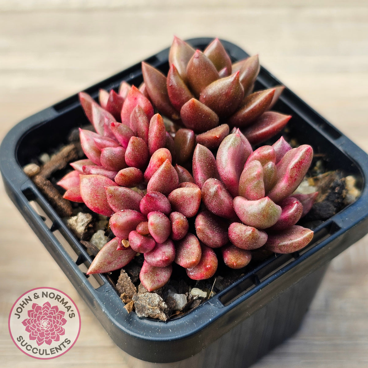 Lenopetalum Chocolate and Strawberries (Red Form)