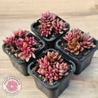 Lenopetalum Chocolate and Strawberries (Red Form)