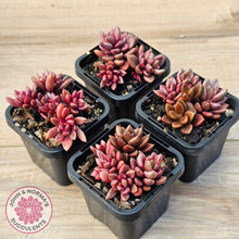 Load image into Gallery viewer, Lenopetalum Chocolate and Strawberries
