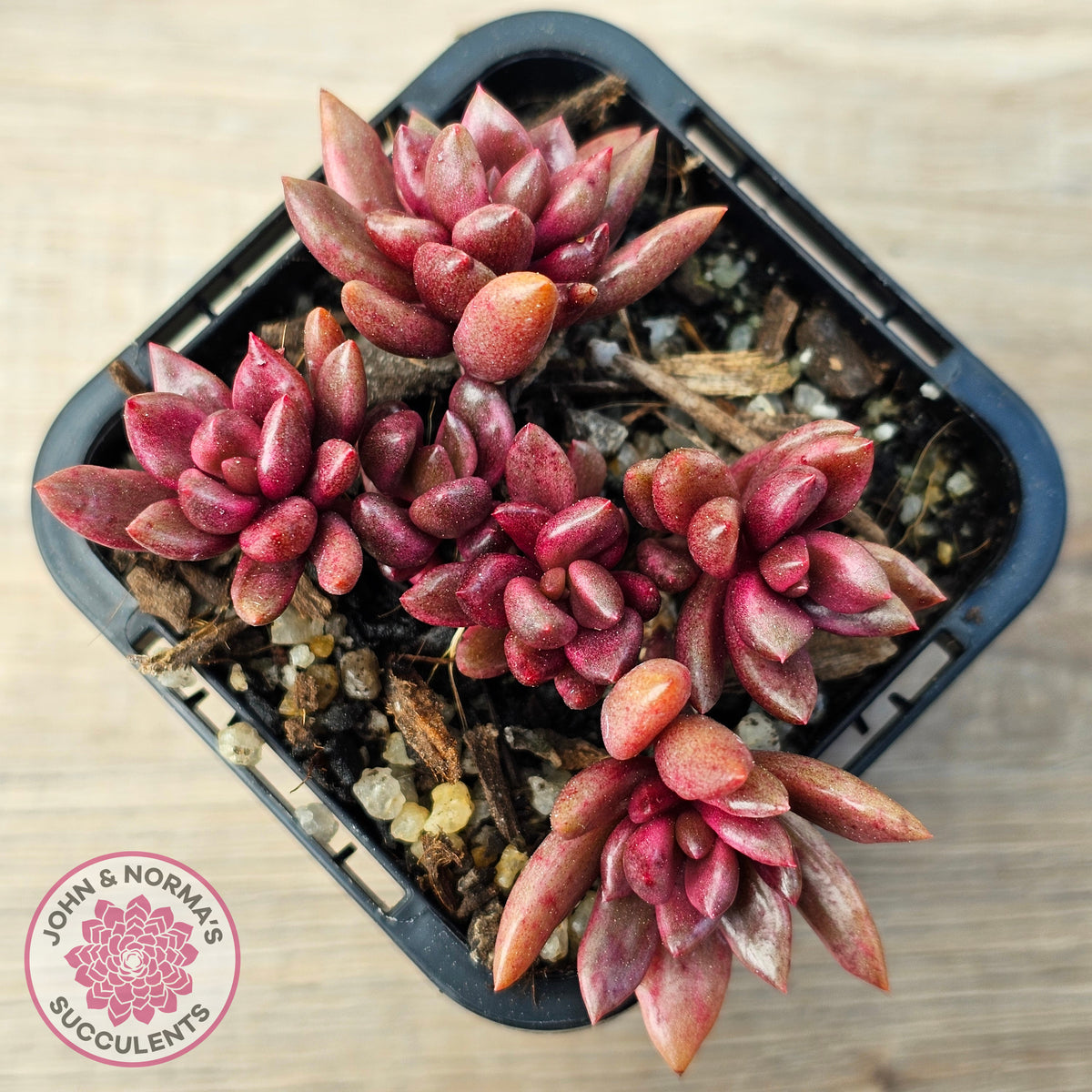 Lenopetalum Chocolate and Strawberries (Red Form)