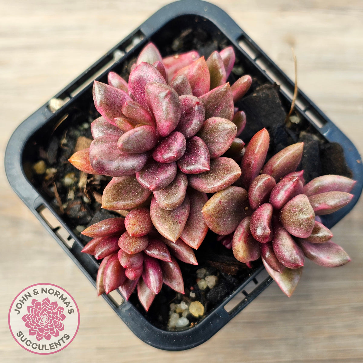 Lenopetalum Chocolate and Strawberries (Red Form)